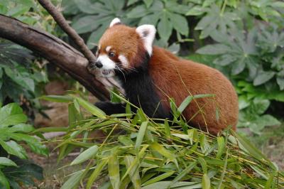 Pandahaus im Ocean Park